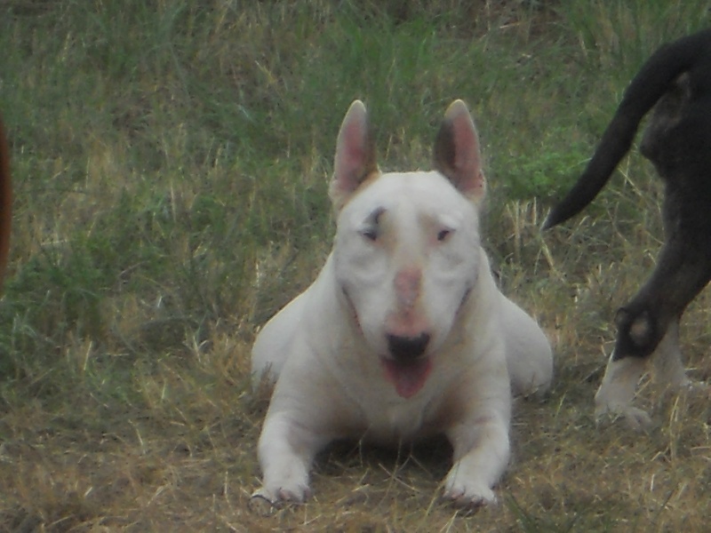 Clyde of Bigbulldogzer